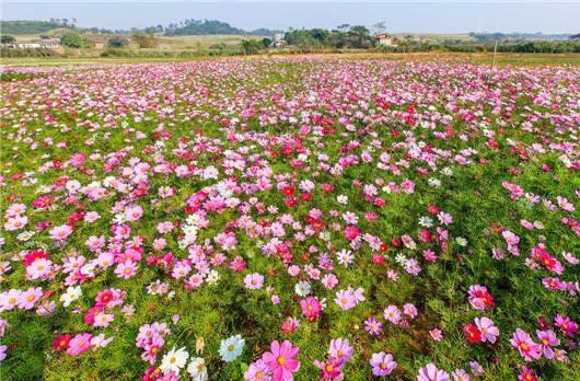 青州花海